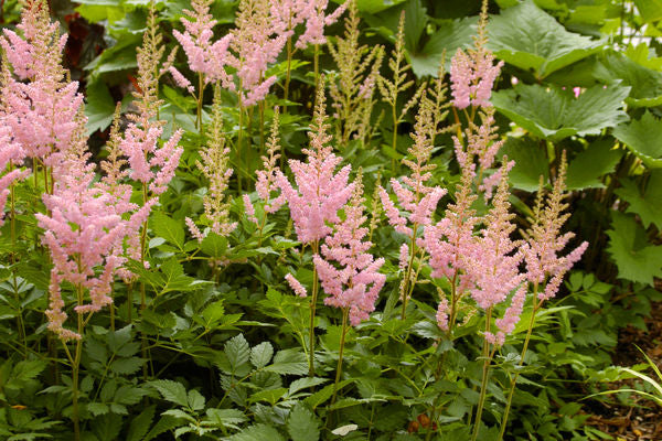 Astilbe 'Visions in Pink', 1 gallon