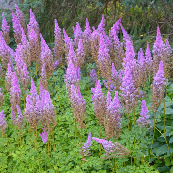 Astilbe Purple Candles Photo courtesy of Walters Gardens Inc.
