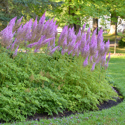 Astilbe Purple Candles Photo courtesy of Walters Gardens Inc.