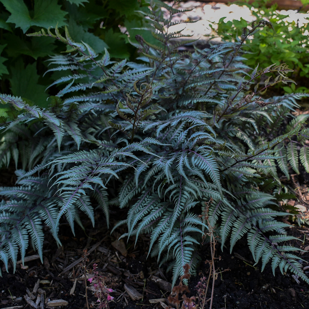 anthurium godzilla Fern-Godzilla for sale