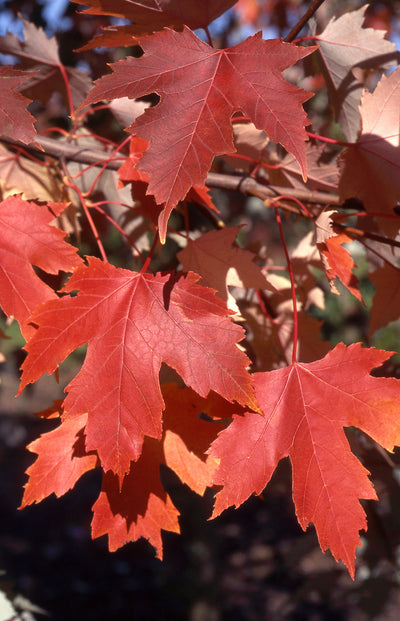 Autumn Fantasy Maple fall color, Photo courtesy and credit of J. Frank Schmidt & Son Co.