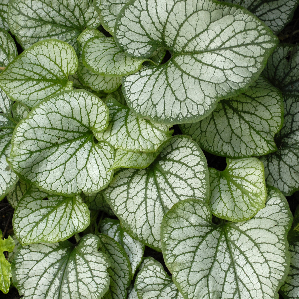 Brunnera Jack Frost Photo courtesy of Walters Gardens, Inc