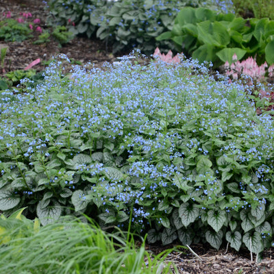 Brunnera Jack Frost Photo courtesy of Walters Gardens, Inc