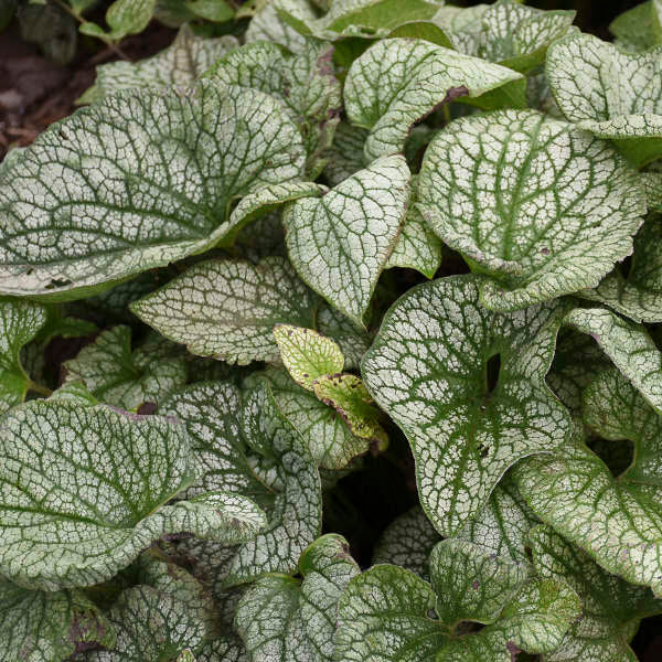 Brunnera 'Queen of Hearts' for sale | Shop Stuart's – Stuart's