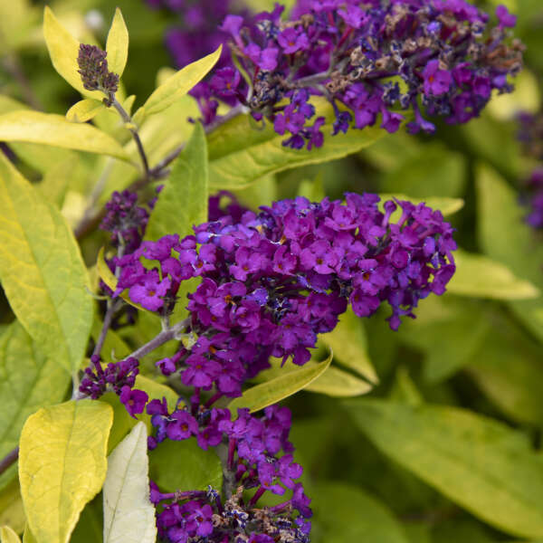 Buddleia 'Gold Drop' Photo credit & courtesy of Walters Gardens, Inc.