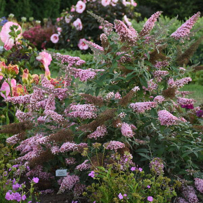 Buddleia 'Princess Pink' Photo credit & courtesy of Walters Gardens, Inc.