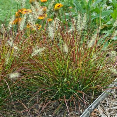  Burgundy Bunny grass Photo courtesy of Walters Gardens, Inc.