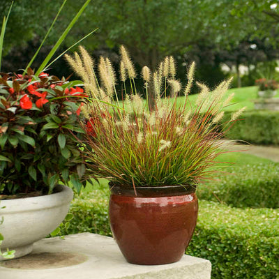  Burgundy Bunny grass Photo courtesy of Walters Gardens, Inc.