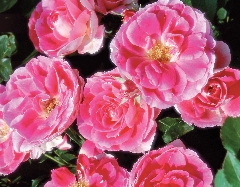 Rose Carefree Wonder Photo credit & courtesy of “Star® Roses and Plants”
