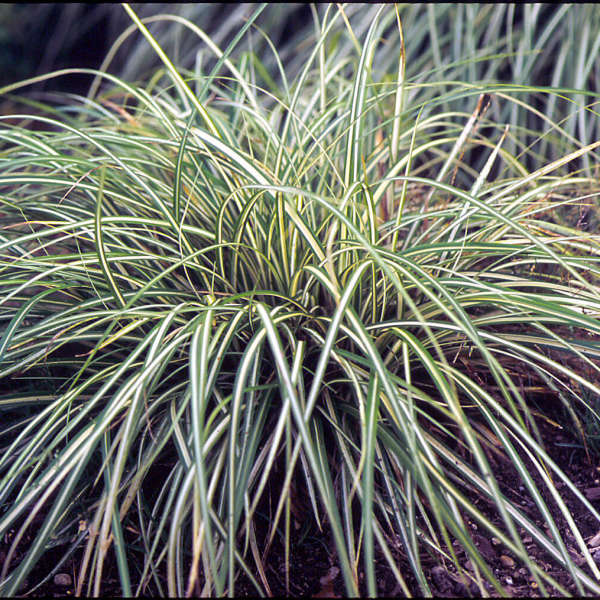 Grass-Carex oshimensis 'Evergold' Photo credit & courtesy of Walters Gardens Inc.