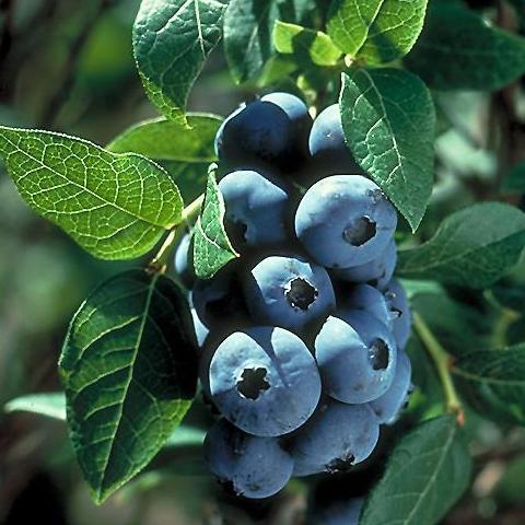 Blueberry Chippewa photo courtesy of Bailey Nurseries