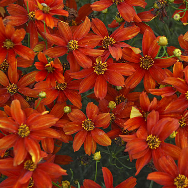 Coreopsis 'Crazy Cayenne' Photo credit & courtesy of Walters Gardens Inc.