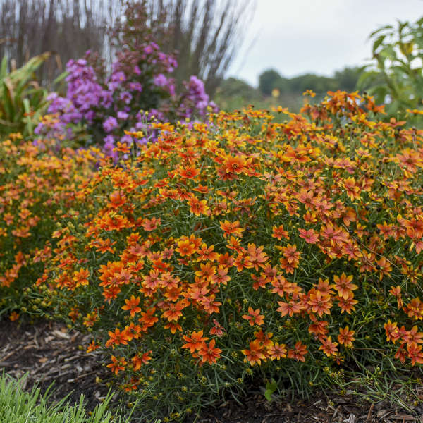 Coreopsis 'Crazy Cayenne' Photo credit & courtesy of Walters Gardens Inc.