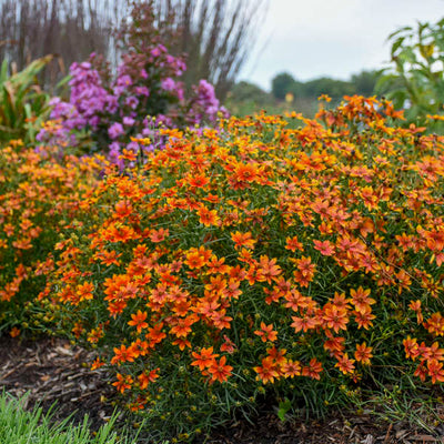 Coreopsis 'Crazy Cayenne' Photo credit & courtesy of Walters Gardens Inc.
