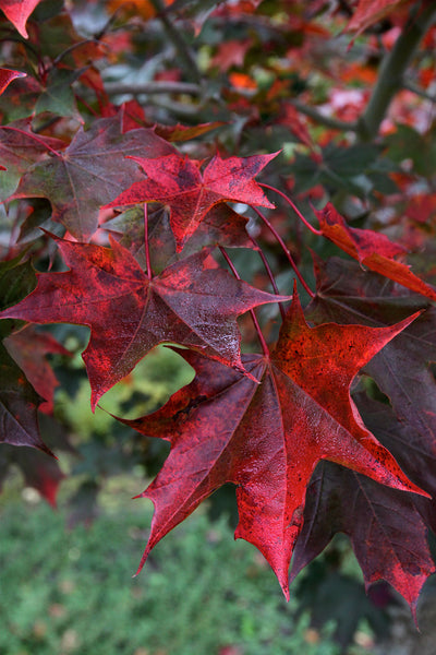 Maple Crimson Sunset fall foliage, Photo courtesy and credit of J. Frank Schmidt & Son Co.