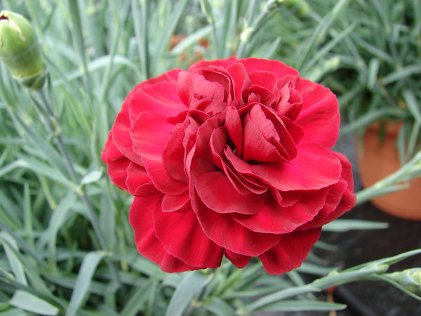Dianthus 'Scent First Passion' “Photo courtesy of PlantHaven International, planthaven.com”.
