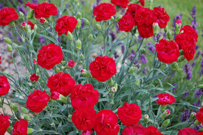 Dianthus 'Scent First Passion' “Photo courtesy of PlantHaven International, planthaven.com”.