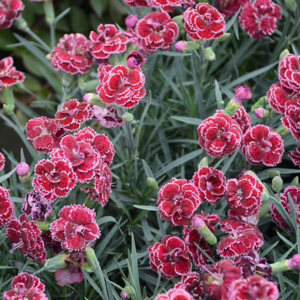 Dianthus (Fruit Punch Series)"Black Cherry Frost" Photo courtesy of Walters gardens Inc.