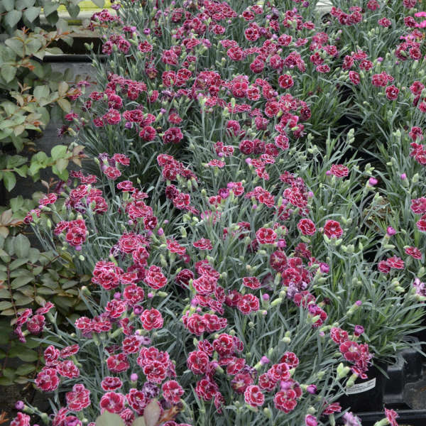 Dianthus (Fruit Punch Series)"Black Cherry Frost" Photo courtesy of Walters gardens Inc.