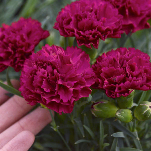 Dianthus 'Cranberry Cocktail' Photo credit & courtesy of Walters Gardens, Inc.