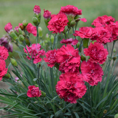 Dianthus 'Cranberry Cocktail' Photo credit & courtesy of Walters Gardens, Inc.