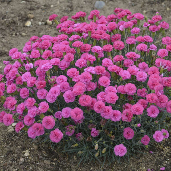 Dianthus 'Double Bubble' Photo credit & courtesy of Walters Gardens Inc.