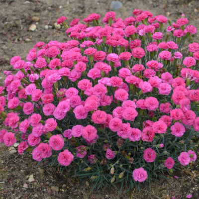 Dianthus 'Double Bubble' Photo credit & courtesy of Walters Gardens Inc.