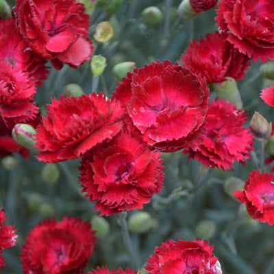 Dianthus 'Electric Red' Photo credit & courtesy of Walters Gardens Inc.