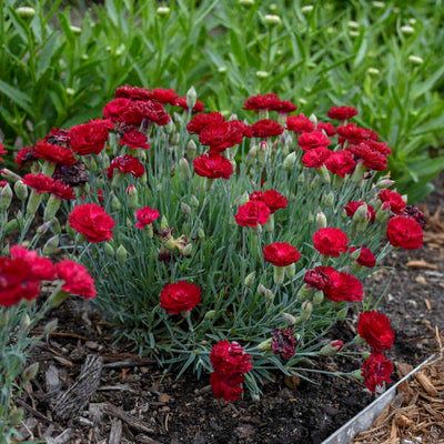 Dianthus 'Electric Red' Photo credit & courtesy of Walters Gardens Inc.