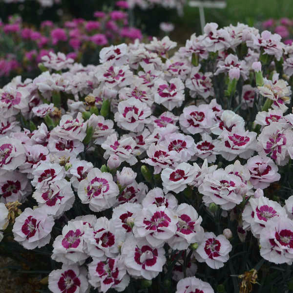 Dianthus 'Kiss and Tell' Photo credit & courtesy of Walters Gardens Inc.
