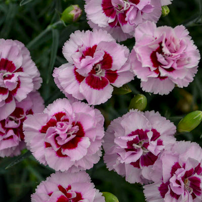 Dianthus 'Kiss and Tell' Photo credit & courtesy of Walters Gardens Inc.