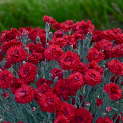 Dianthus 'Maraschino' (Fruit Punch Series) | Photos credit & courtesy of Walters Gardens, Inc.