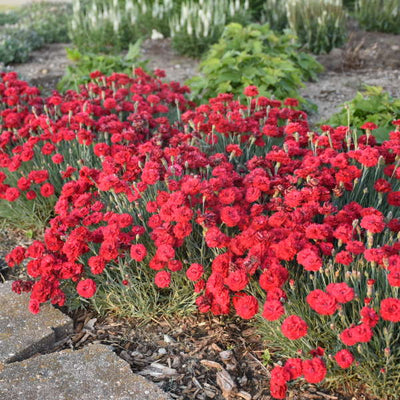 Dianthus 'Maraschino' (Fruit Punch Series) | Photos credit & courtesy of Walters Gardens, Inc.