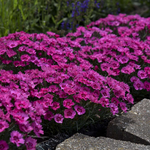 Dianthus 'Paint the Town Fancy' | Photo credit & courtesy of Walters gardens Inc.