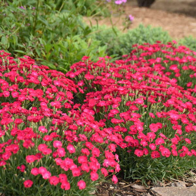 Dianthus 'Paint the Town Red' | Photo credit & courtesy of Walters gardens Inc.