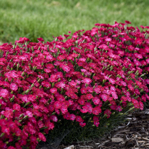 Dianthus 'Paint the Town Red' | Photo credit & courtesy of Walters gardens Inc.