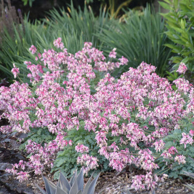 Dicentra "Pink Diamonds" Photo credit  & courtesy of Walters Gardens Inc.