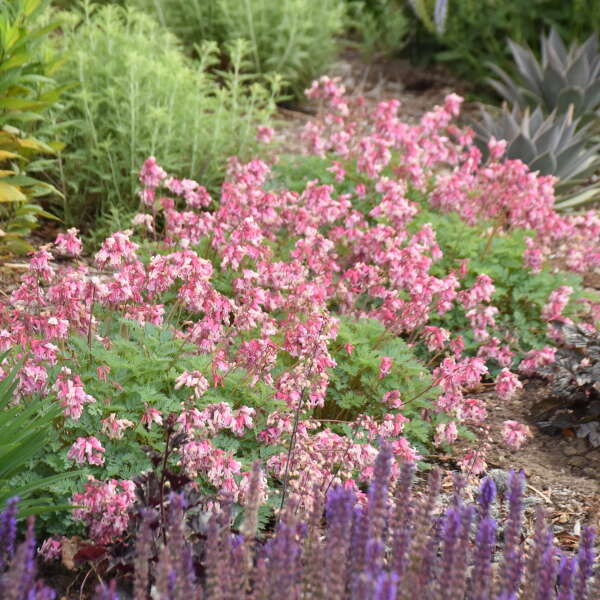 Dicentra "Pink Diamonds" Photo credit & courtesy of Walters Gardens Inc.
