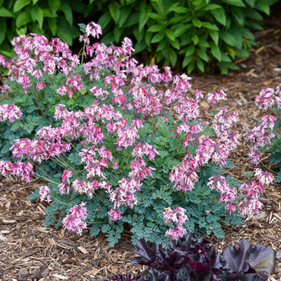 Dicentra "Pink Diamonds" Photo credit & courtesy of Walters Gardens Inc.