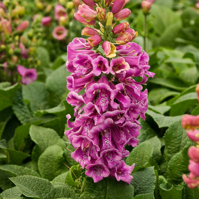 Digitalis 'Candy Mountain' Photo credit & courtesy of Walters Gardens, Inc.