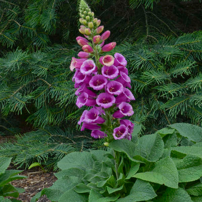 Digitalis 'Candy Mountain' Photo credit & courtesy of Walters Gardens, Inc.