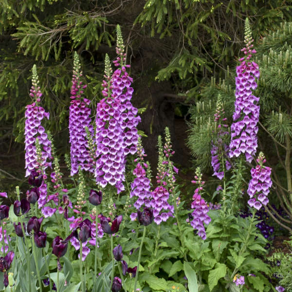 Digitalis 'Dalmatian Purple' Photo credit & courtesy of Walters Gardens Inc
