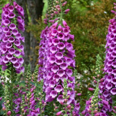 Digitalis 'Dalmatian Purple' Photo credit & courtesy of Walters Gardens Inc