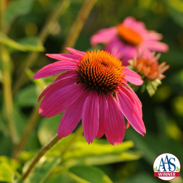  Echinacea Pow Wow Wild berry photo courtesy of All-America Selections 