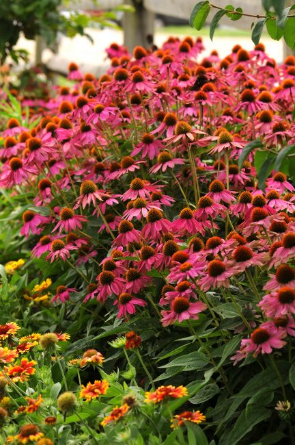  Echinacea Pow Wow Wild berry photo courtesy of All-America Selections 