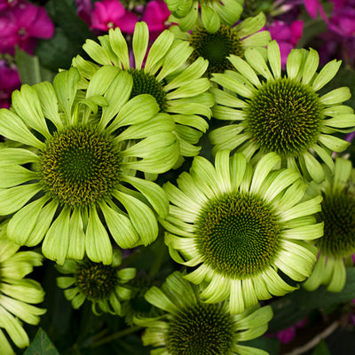 Echinacea-Coneflower 'Green Jewel'