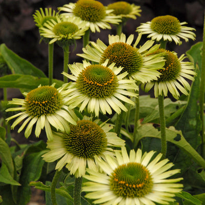 Echinacea-Coneflower 'Green Jewel'