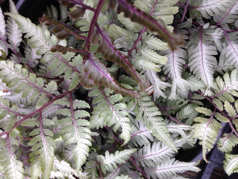 anthurium godzilla Fern-Godzilla for sale