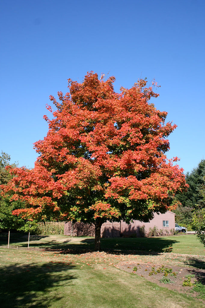 Green Mountain Sugar Maple fall color, Photo courtesy and credit of J. Frank Schmidt & Son Co.