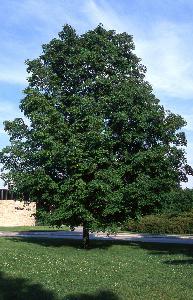 Green Mountain Sugar Maple, Photo courtesy and credit of J. Frank Schmidt & Son Co.